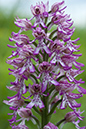 Orchis_x_angusticruris_LP0045_17_Hartslock