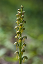 Orchis_anthropophora_LP0130_38_Box_Hill