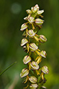 Orchis_anthropophora_LP0007_16_Howell_Hill