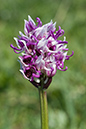 Orchis_simia_LP0047_19_Park_Gate