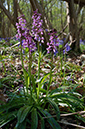 Orchis_mascula_LP0514_07_Frylands_Wood