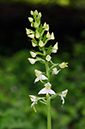 Platanthera_chlorantha_LP0367_30_Sheepleas