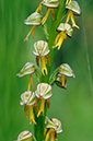 Orchis anthropophora_LP0314_08_Howell_Hill