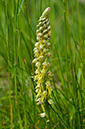 Orchis_anthropophora_LP0401_10_Box_Hill