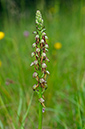 Orchis_anthropophora_LP0529_11_Box_Hill