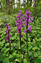 Orchis_mascula_LP0400_18_Bletchingley