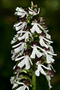 Orchis_purpurea_LP0046_08_Yockletts