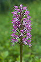 Orchis_x_angusticruris_LP0045_37_Hartslock