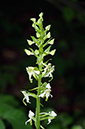 Platanthera_chlorantha_LP0575_16_Sheepleas