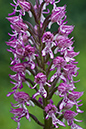 Orchis_x_angusticruris_LP0045_05_Hartslock