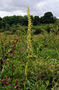 Orchis_anthropophora_LP0316_41_Fraser_Down