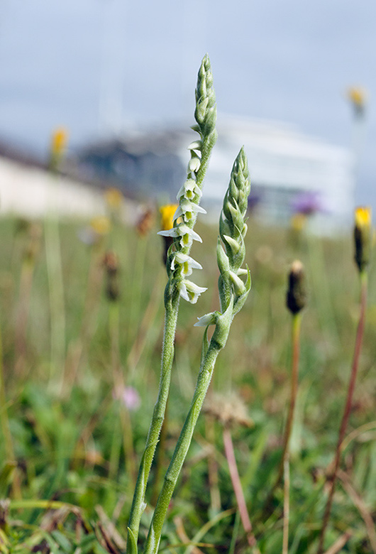 Spiranthes_spiralis_LP0475_27_Epsom_Downs