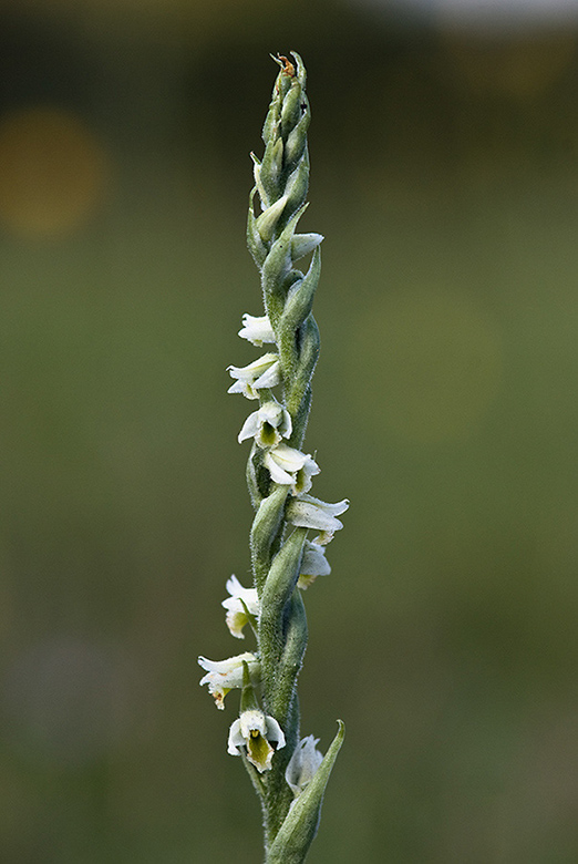 Spiranthes spiralis_LP0174_10_Epsom_Downs