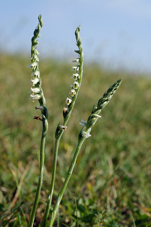 Spiranthes spiralis_LP0593_08_Epsom_Downs