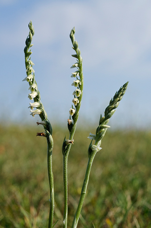 Spiranthes spiralis_LP0593_07_Epsom_Downs