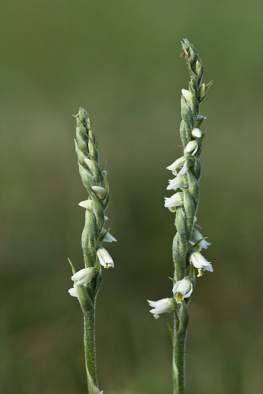 Spiranthes spiralis_LP0174_03_Epsom_Downs