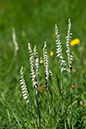 Spiranthes spiralis_LP0176_02_Dormans_Park