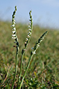 Spiranthes spiralis_LP0593_08_Epsom_Downs