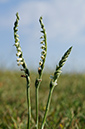 Spiranthes spiralis_LP0593_07_Epsom_Downs