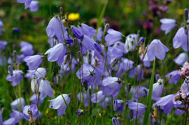 Campanula_rotundifolia_LP0641_28_Walton_Downs