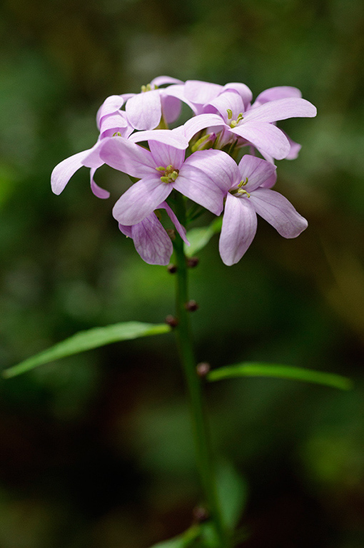 Cardamine_bulbifera_LP0516_28_Box_Hill