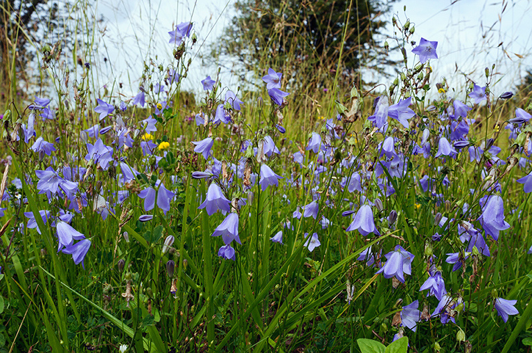 Campanula_rotundifolia_LP0643_30_Walton_Downs