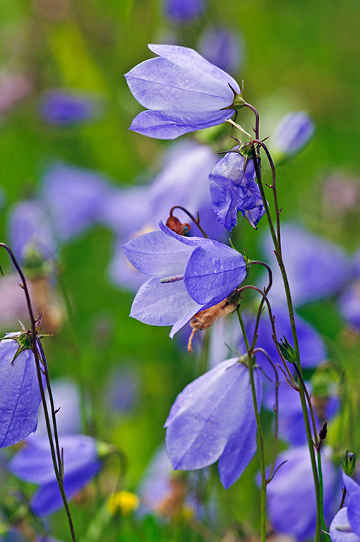 Campanula_rotundifolia_LP0643_26_Walton_Downs