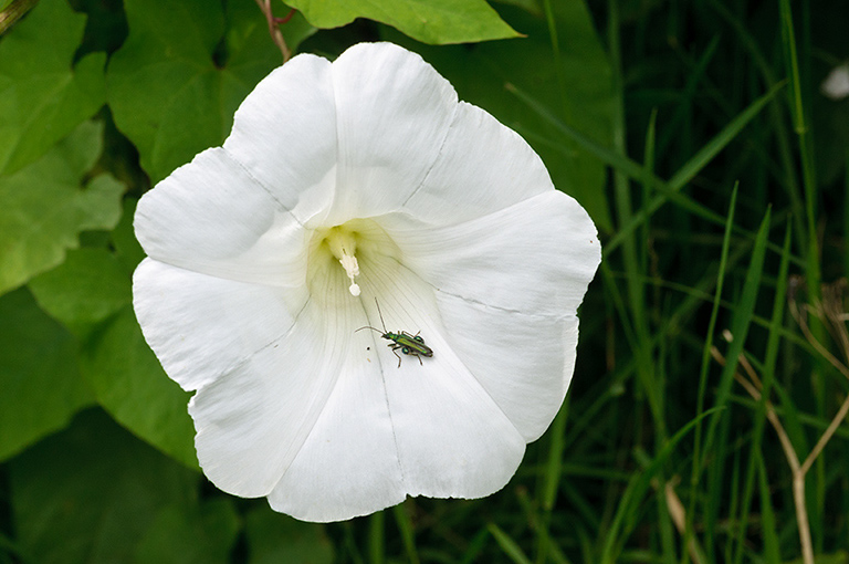 Calystegia_silvatica_LP0630_08_South_Croydon