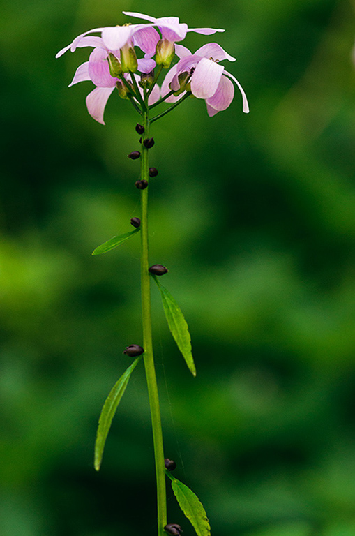 Cardamine_bulbifera_LP0446_07_Box_Hill