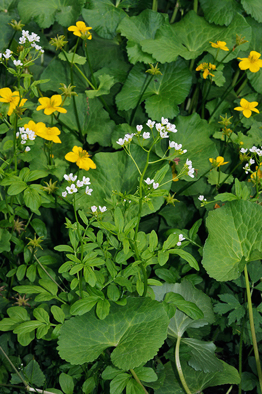 Cardamine_amara_LP0359_07_Esher_Common