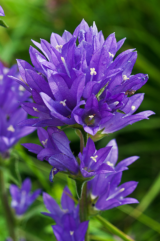 Campanula_glomerata_LP0641_27_Walton_Downs