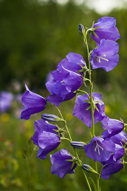 Campanula_persicifolia_LP0007_31_Howell_Hill