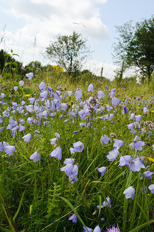 Campanula_rotundifolia_LP0641_30_Walton_Downs