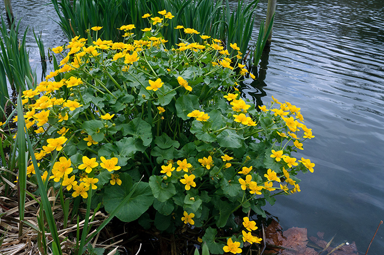 Caltha_palustris_LP0614_30_Waddon