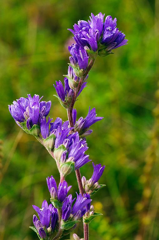 Campanula_glomerata_LP0471_18_Denbies_Hillside