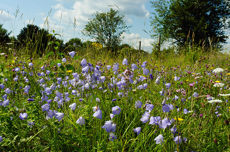 Campanula_rotundifolia_LP0641_34_Walton_Downs