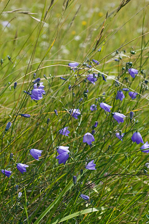 Campanula_rotundifolia_LP0074_15_Box_Hill