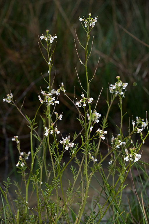 Cardamine_flexuosa_LP0110_23_Dunsfold