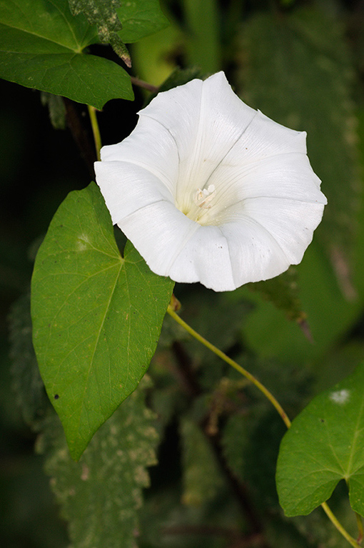 Calystegia_silvatica_LP0326_17_Hampton_Court