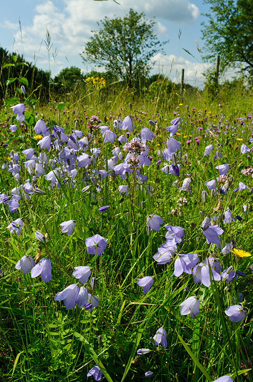 Campanula_rotundifolia_LP0641_32_Walton_Downs