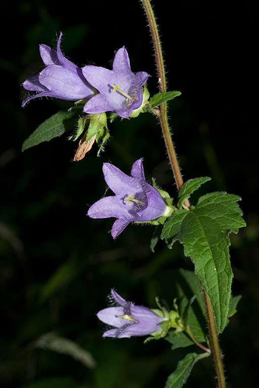 Campanula_trachelium_LP0070_34_Headley_Heath