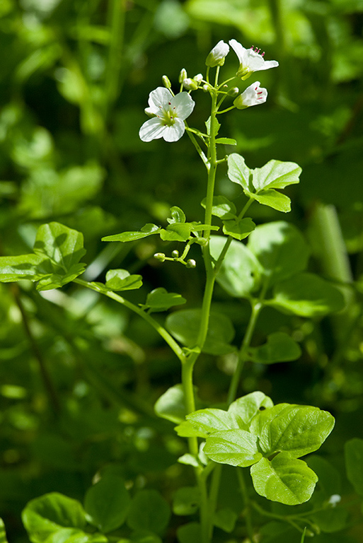 Cardamine_amara_LP0123_21_St_Martha