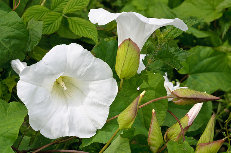 Calystegia_silvatica_LP0630_05_South_Croydon