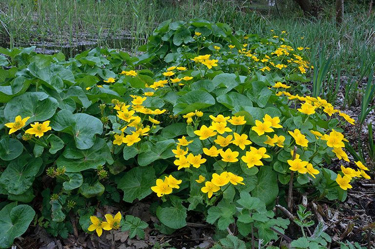 Caltha_palustris_LP0614_23_Beddington_Park