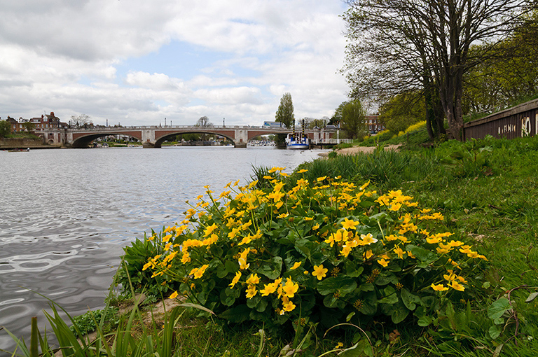 Caltha_palustris_LP0356_105_Hampton_Court