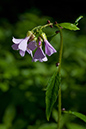 Cardamine_bulbifera_LP0119_11_Box_Hill