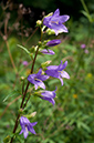 Campanula_trachelium_LP0633_22_South_Croydon