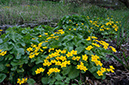 Caltha_palustris_LP0614_20_Beddington_Park