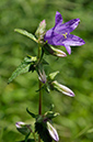 Campanula_trachelium_LP0412_22_Seale copy