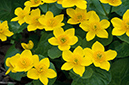 Caltha_palustris_LP0614_09_Beddington_Park